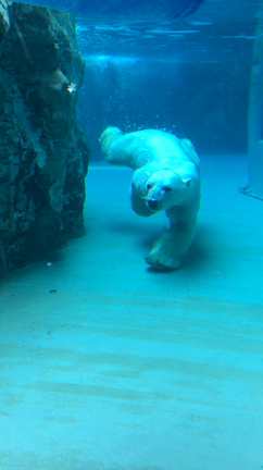 67日目.旭山動物園でテンションあがりまくって頭痛の記事動画