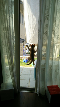 とかげ猫 発見！！ ：生後８週の子猫の遊びの記事動画