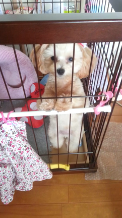 1･2･イチ･ニッ･かいぐり運動(初･動画)の記事動画