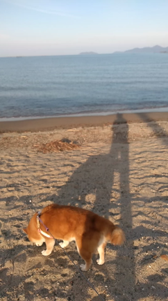 犬生初旅行の記事動画