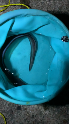 7月24日、茨城で海釣り！の記事動画