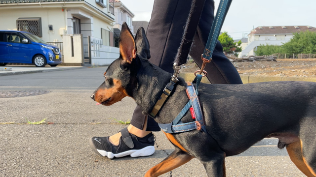 プロテイン生活の記事動画