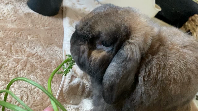 成長の記事動画