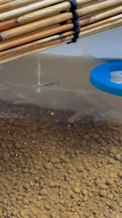 引越し後のメダカちゃん動画。の記事動画