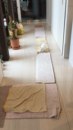 3人の子持ちママさんと「婚活談話」！の記事動画