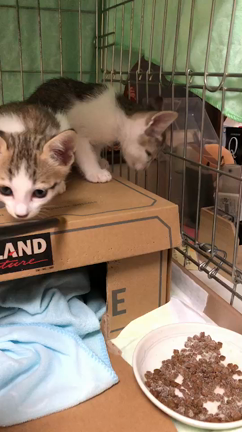 遊ぶにゃんこずの記事動画