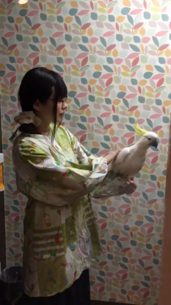 ゆかたん、キバタン、オオバタン☆の記事動画