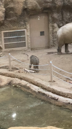 仔象を見て来たぞぅの記事動画