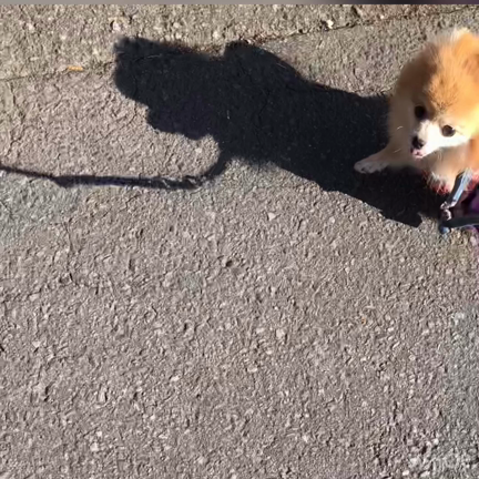 お散歩の記事動画