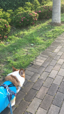 久々に公園に行ってきました！の記事動画