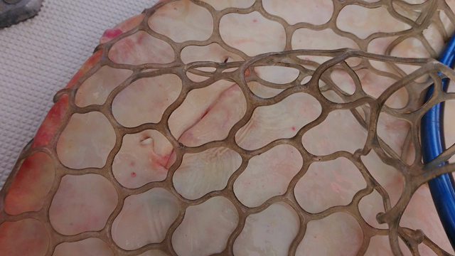 釣果報告❤️の記事動画