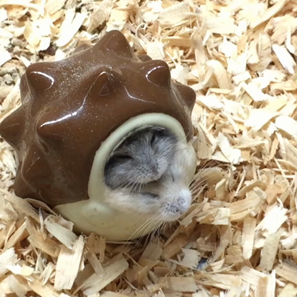 ペットショップの記事動画