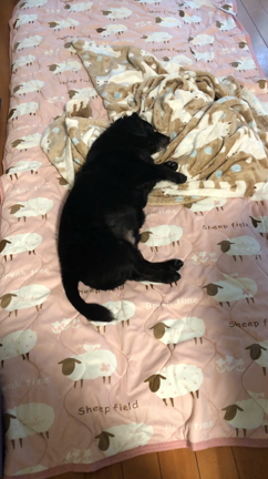 ホームページリニューアルしました。の記事動画