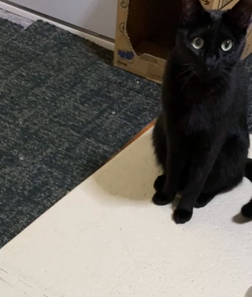 いつもハイトーン•ヴォイスの記事動画