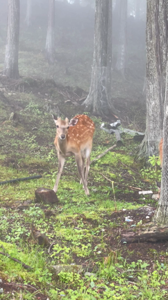 引き寄せ会社社長－3009日目（感謝は身近な人から！）の記事動画