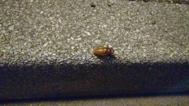 夏と言うことか？の記事動画