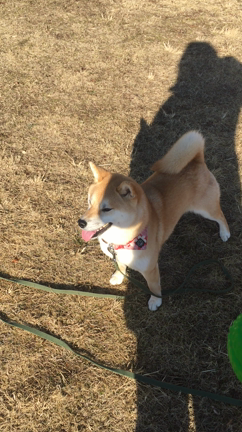 まったりした1日。の記事動画