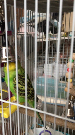 おもしろ小動物動画 ベルを鳴らすセキセイインコゆうさんの後ろで吠えるワンコとインコ ここちゃん 美ポメラニアン と 手乗りセキセイインコ うずら 鬼滅の刃大好き