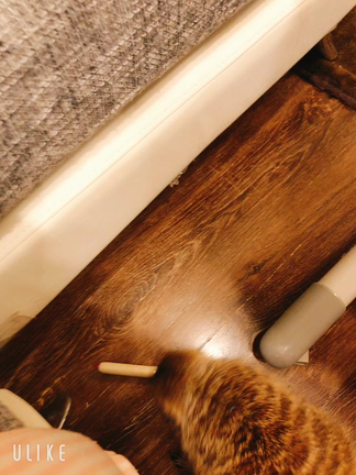 食べ物奪う時って豹変するよねの記事動画