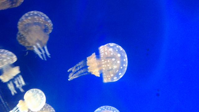 Night Aquarium ②*の記事動画