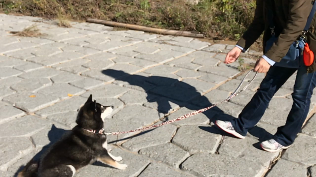 まるちゃん動画の記事動画