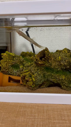 2022/12/1  もう12月〜！の記事動画