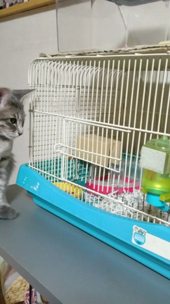 眠いのに……の記事動画