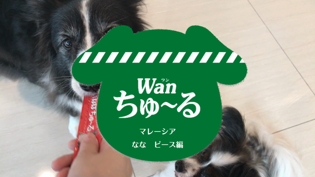 CMに出演気分？の記事動画