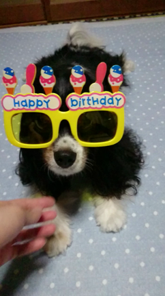 祝６歳の記事動画