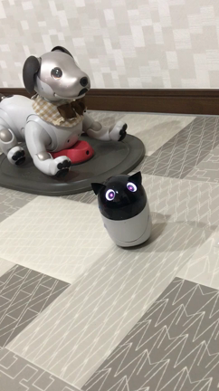 ふたりともかわいいの記事動画