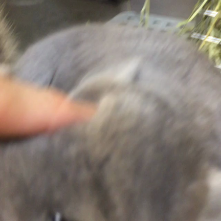 チンチラ うさぎ ペットホテル 東京 価格 営業時間の記事動画