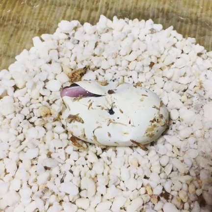 嬉しいことが続くと嬉しい←←←の記事動画