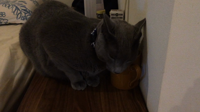 コーヒーの匂いが好き       ガネーシャの記事動画