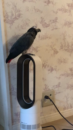 ポーセラーツでキャニスター作成の記事動画