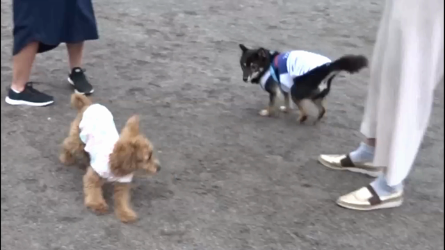 Fall Downの記事動画