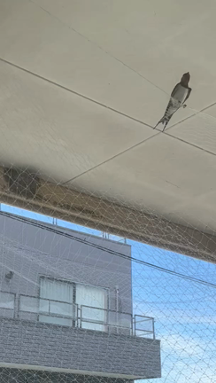 梅雨入りイベントの記事動画