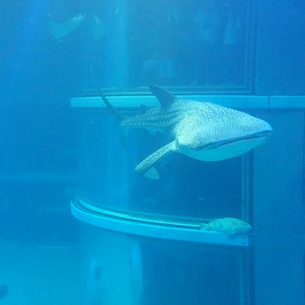 娘っちと旅行の記事動画