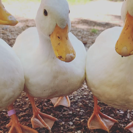 この4連休カフェオープンしています。の記事動画