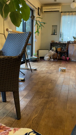 今日もしんちゃんはの記事動画