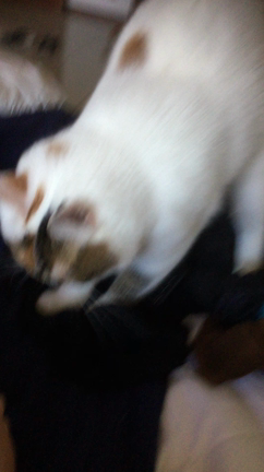 フミフミも個性の記事動画