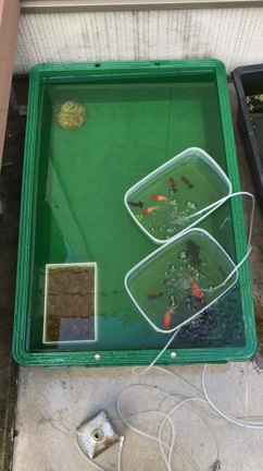 明日は　超金魚市！！の記事動画