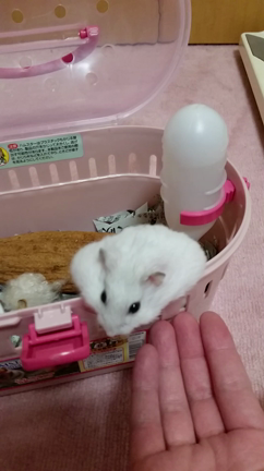 癒しについての記事動画