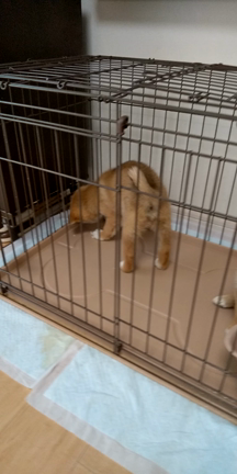 可愛い保護犬は生後２ヶ月の記事動画