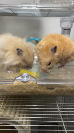 ペット紹介2の記事動画