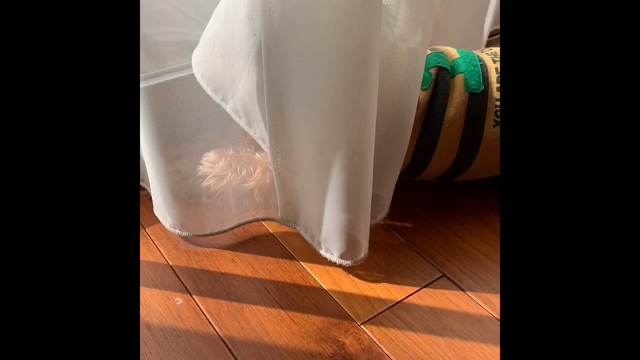 ワシ　YouTuberになるとする？？の記事動画