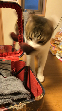 今日のターゲットはこれニャの記事動画