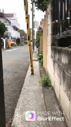 懐かしの三毛ちゃん動画の記事動画