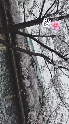 桜とSHINee♡in大阪城♡♡の記事動画