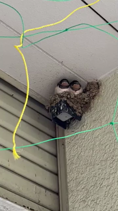 今日のつばめの記事動画