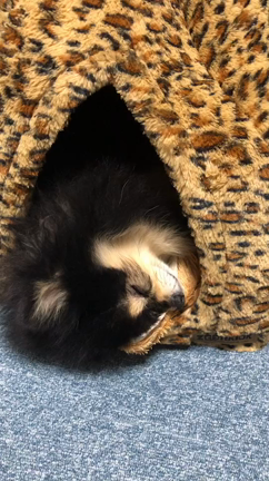 きょうのわんこの記事動画